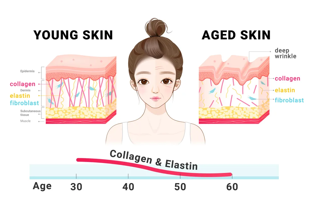 The Science Behind Youthful Skin