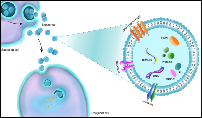 The Mechanisms of Exosome-Mediated Skin Rejuvenation